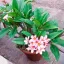 PLUMERIA RUBRA MIX - ПЛЮМЕРИЯ 2 семени 3