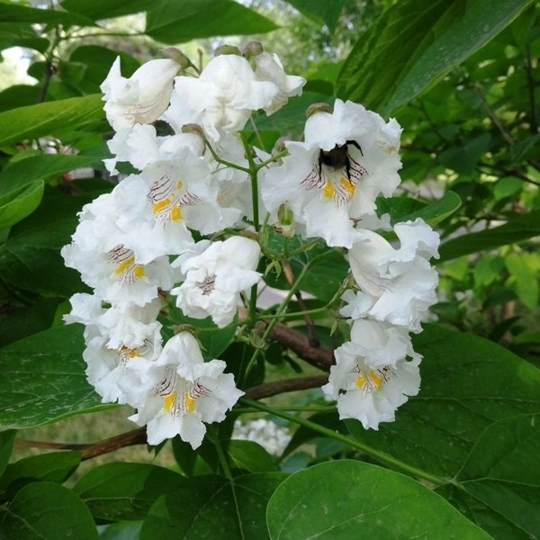 CATALPA SPECIOSA - КАТАЛЬПА ПРЕКРАСНАЯ 3 семени