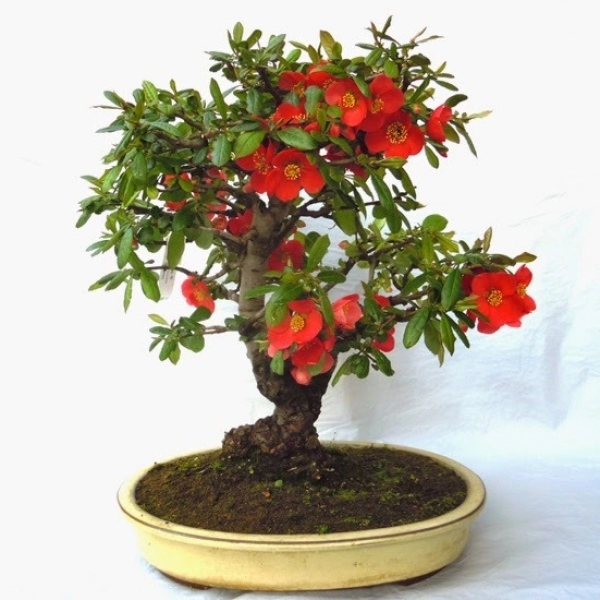 CHAENOMELES JAPONICA - АЙВА ЯПОНСКАЯ 5 семена