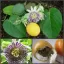 PASSIFLORA LIGULARIS - ПАССИФЛОРА ЯЗЫЧКОВАЯ 3 семени 2