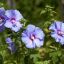 HIBISCUS SYRIACUS "BLUE BIRD" - ГИБИСКУС СИРИЙСКИЙ 3 семени 0