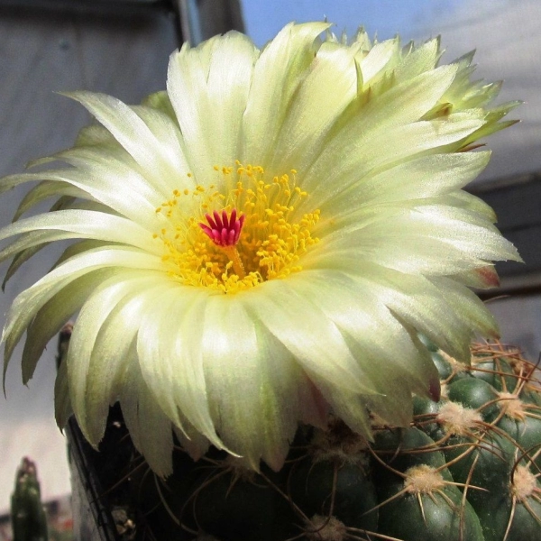 NOTOCACTUS CRASSIGIBBUS - НОТОКАКТУС 5 семян