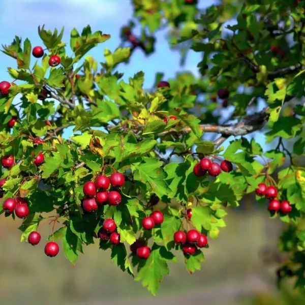 CRATAEGUS SANGUINEA - БОЯРЫШНИК КРОВАВО-КРАСНЫЙ 5 семян