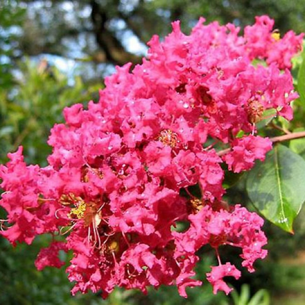 LAGERSTROEMIA INDICA - ЛАГЕРСТРЕМИЯ ИНДИЙСКАЯ 5 семян