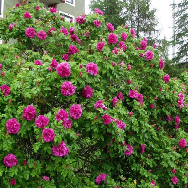 ROSA RUGOSA - ШИПОВНИК МОРЩИНИСТЫЙ 10 семян