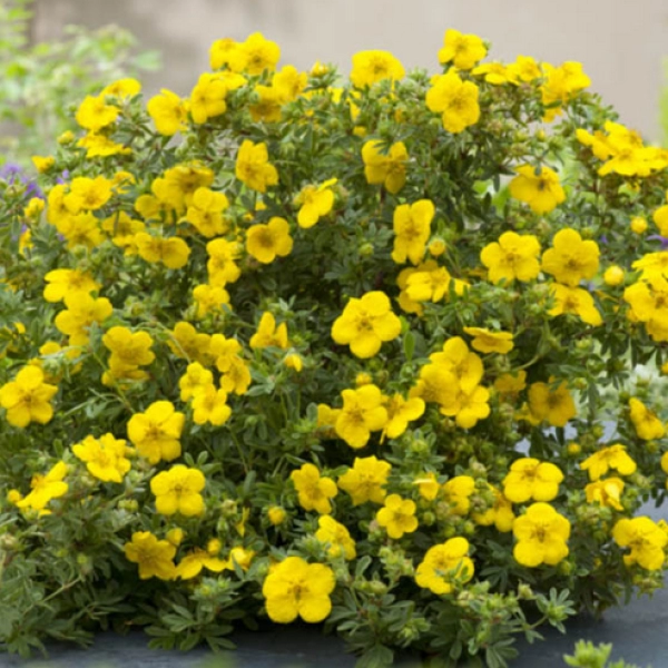 POTENTILLA FRUTICOSA, ЛАПЧАТКА КУСТАРНИКОВАЯ, КУРИЛЬСКИЙ ЧАЙ 10 семян