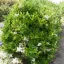 LIGUSTRUM JAPONICUM - БИРЮЧИНА ЯПОНСКАЯ 3 семени 0