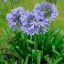 AGAPANTHUS PRAECOX "DWARF BLUE" - АГАПАНТУС КАРЛИКОВЫЙ 3 семени 1