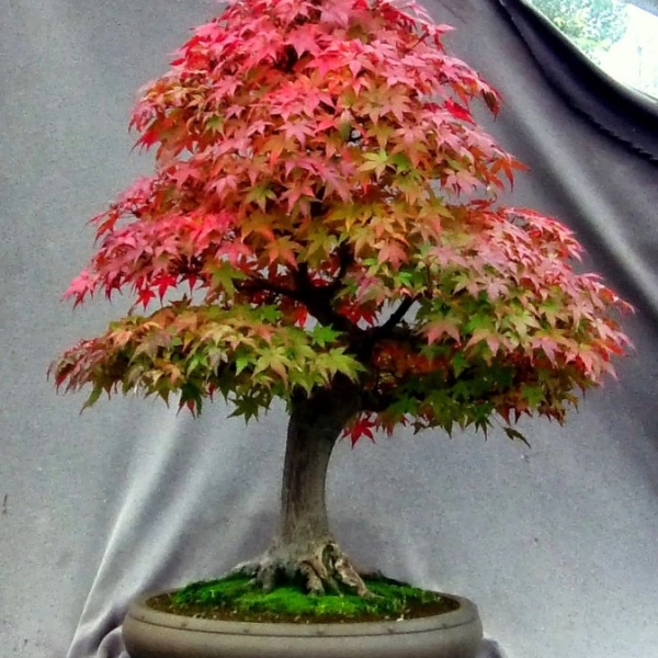 ACER PALMATUM - КЛЕН ЯПОНСКИЙ 3 семени