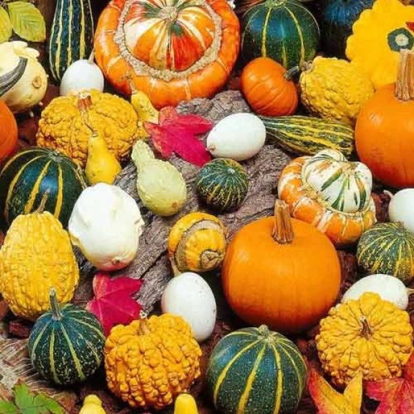 CUCURBITA ORNAMENTAL MIX - ТЫКВА ДЕКОРАТИВНАЯ (СМЕСЬ) 5 семян