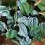 PHILODENDRON HEDERACEUM VAR. HEDERACEUM - ФИЛОДЕНДРОН 5 семян 0