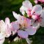 PRUNUS DULCIS - МИНДАЛЬ ОБЫКНОВЕННЫЙ 2 семени 0