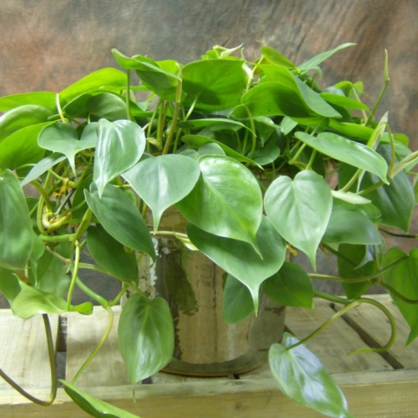 PHILODENDRON HEDERACEUM VAR. HEDERACEUM - ФИЛОДЕНДРОН 5 семян