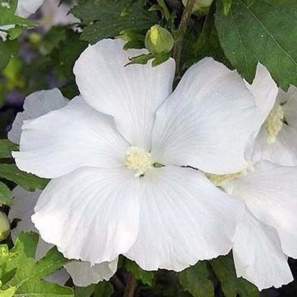 HIBISCUS SYRIACUS "DIANA WHITE" - ГИБИСКУС СИРИЙСКИЙ 3 семени