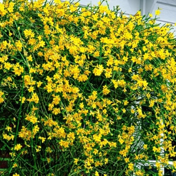 JASMINUM FRUTICANS - ЖАСМИН КУСТАРНИКОВЫЙ 3 семени