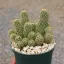 MAMMILLARIA ELONGATA 'PINK NYMPH' - МАММИЛЛЯРИЯ 5 семян 0