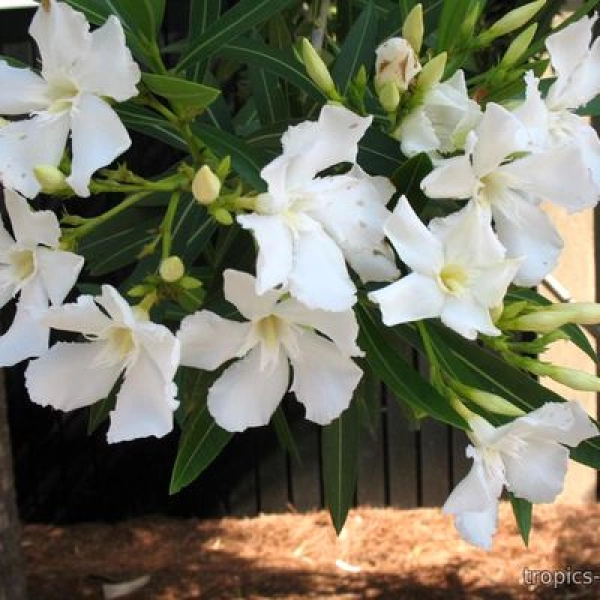 NERIUM OLEANDER "SOEUR AGNES" - ОЛЕАНДР 3 семени