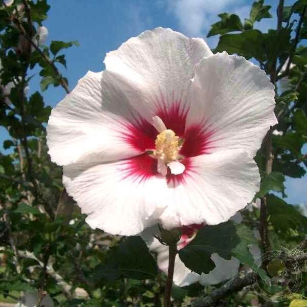 HIBISCUS SYRIACUS "RED HEART ROSE OF CHIFFON" - ГИБИСКУС СИРИЙСКИЙ 3 семени