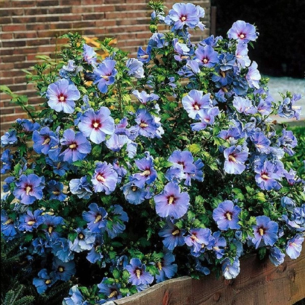 HIBISCUS SYRIACUS "BLUE BIRD" - ГИБИСКУС СИРИЙСКИЙ 3 семени