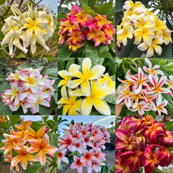 PLUMERIA RUBRA MIX - ПЛЮМЕРИЯ 2 семени