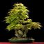 ACER PALMATUM - КЛЕН ЯПОНСКИЙ 3 семени 1