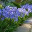 AGAPANTHUS PRAECOX "DWARF BLUE" - АГАПАНТУС КАРЛИКОВЫЙ 3 семени 0