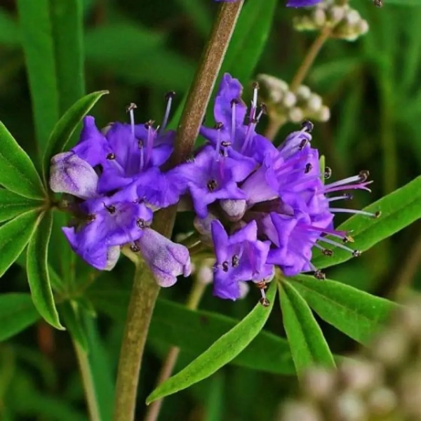 VITEX AGNUS-CASTUS, ВИТЕКС СВЯЩЕННЫЙ 5 семян