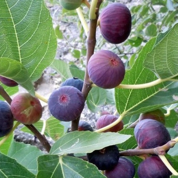 Фикус Карика (Инжир), Ficus carica