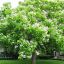 CATALPA SPECIOSA - КАТАЛЬПА ПРЕКРАСНАЯ 3 семени 0