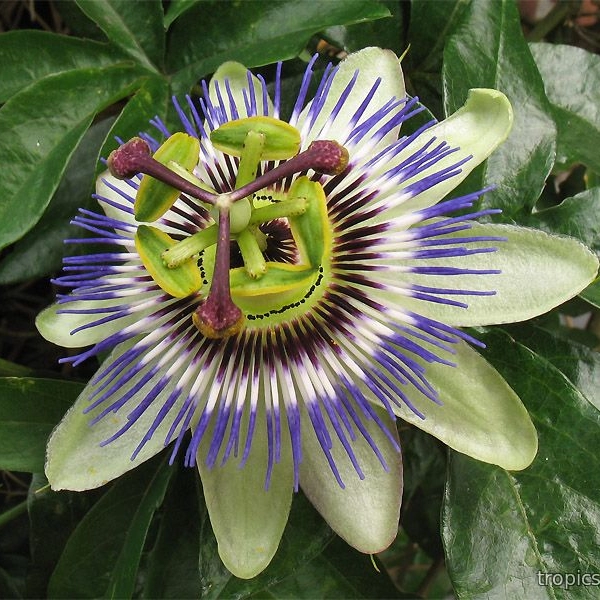 PASSIFLORA CAERULEA - ПАССИФЛОРА ГОЛУБАЯ 3 семени