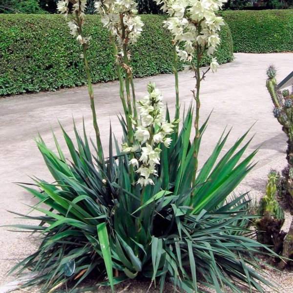 YUCCA FLACCIDA - ЮККА ПОВИСЛАЯ 5 семян