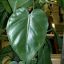 PHILODENDRON HEDERACEUM VAR. HEDERACEUM - ФИЛОДЕНДРОН 5 семян 1