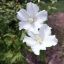 HIBISCUS SYRIACUS "DIANA WHITE" - ГИБИСКУС СИРИЙСКИЙ 3 семени 0