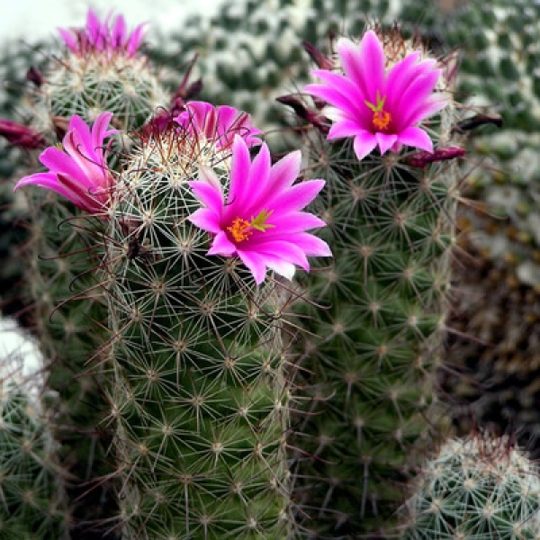 MAMMILLARIA ELONGATA 'PINK NYMPH' - МАММИЛЛЯРИЯ 5 семян