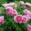 PAEONIA SUFFRUTICOSA - ПИОН ДРЕВОВИДНЫЙ 3 семени 0