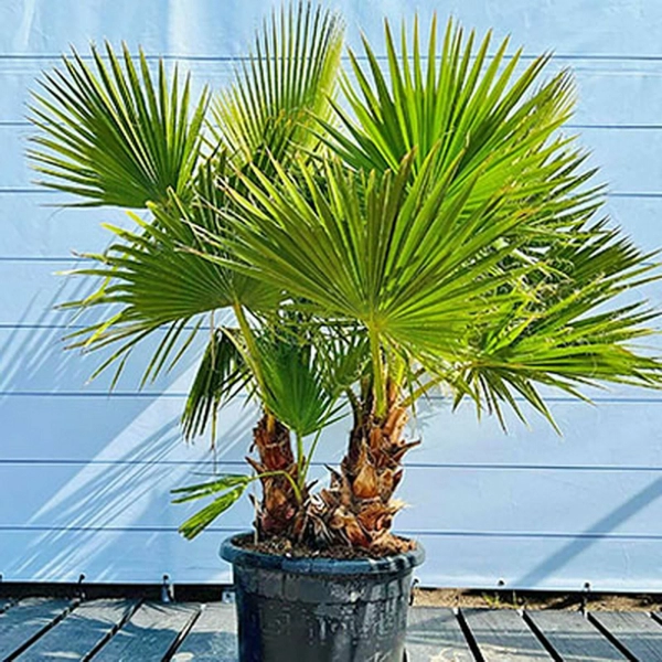 WASHINGTONIA ROBUSTA - ВАШИНГТОНИЯ МОЩНАЯ 3 семени