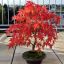 ACER PALMATUM - КЛЕН ЯПОНСКИЙ 3 семени 0