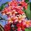 PLUMERIA RUBRA MIX - ПЛЮМЕРИЯ 2 семени 5