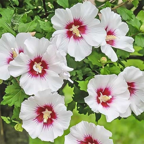 HIBISCUS SYRIACUS "HAMABO" - ГИБИСКУС СИРИЙСКИЙ 3 семени