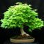 ACER PALMATUM - КЛЕН ЯПОНСКИЙ 3 семени 2