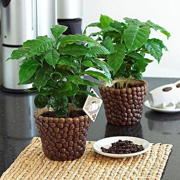 COFFEA ARABICA - КОФЕ АРАБИКА 2 семени