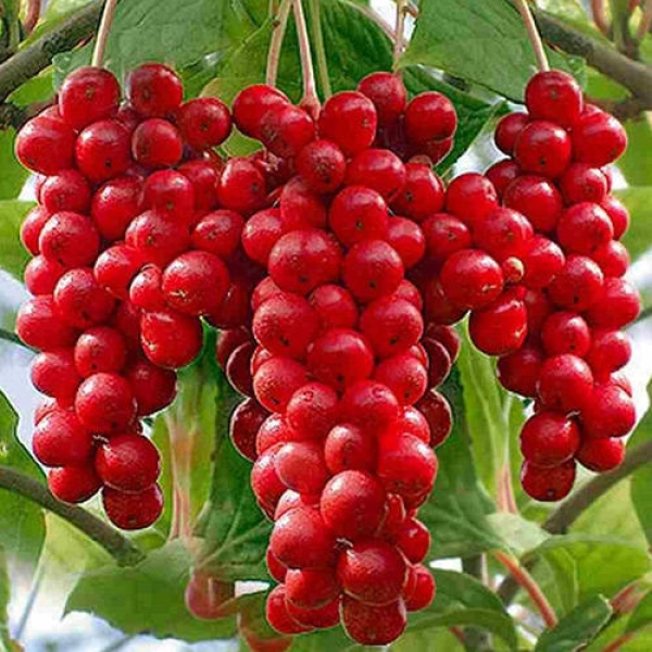 SCHISANDRA CHINENSIS - ЛИМОННИК КИТАЙСКИЙ 5 семян