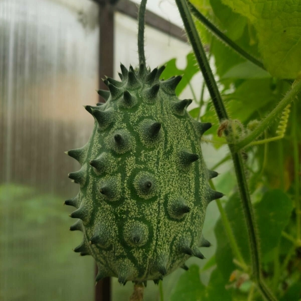 CUCUMIS METULIFER - КИВАНО "ЗЕЛЕНЫЙ ДРАКОН" 3 семени