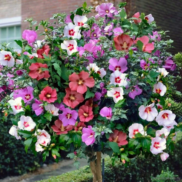 HIBISCUS SYRIACUS MIX - ГИБИСКУС СИРИЙСКИЙ 3 семени