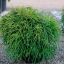 CHAMAECYPARIS PISIFERA - КИПАРИСОВИК ГОРОХОПЛОДНЫЙ 3 семени 0