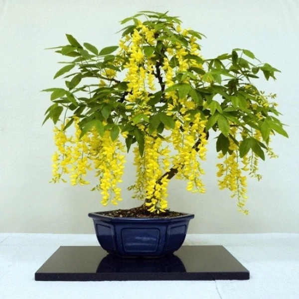 LABURNUM ANAGYROIDES - БОБОВНИК АНАГИРОЛИСТНЫЙ, "ЗОЛОТОЙ ДОЖДЬ" 5 семян