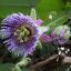 PASSIFLORA LIGULARIS - ПАССИФЛОРА ЯЗЫЧКОВАЯ 3 семени 1