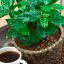 COFFEA ARABICA - КОФЕ АРАБИКА 2 семени 0