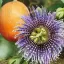 PASSIFLORA CAERULEA - ПАССИФЛОРА ГОЛУБАЯ 3 семени 0