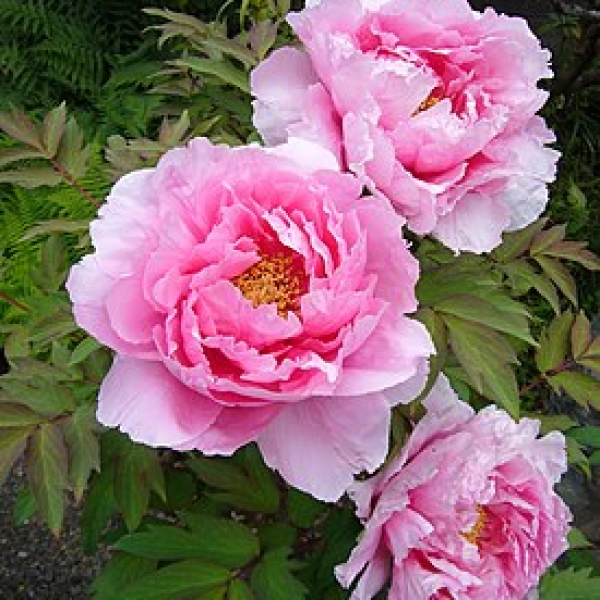 PAEONIA SUFFRUTICOSA - ПИОН ДРЕВОВИДНЫЙ 3 семени